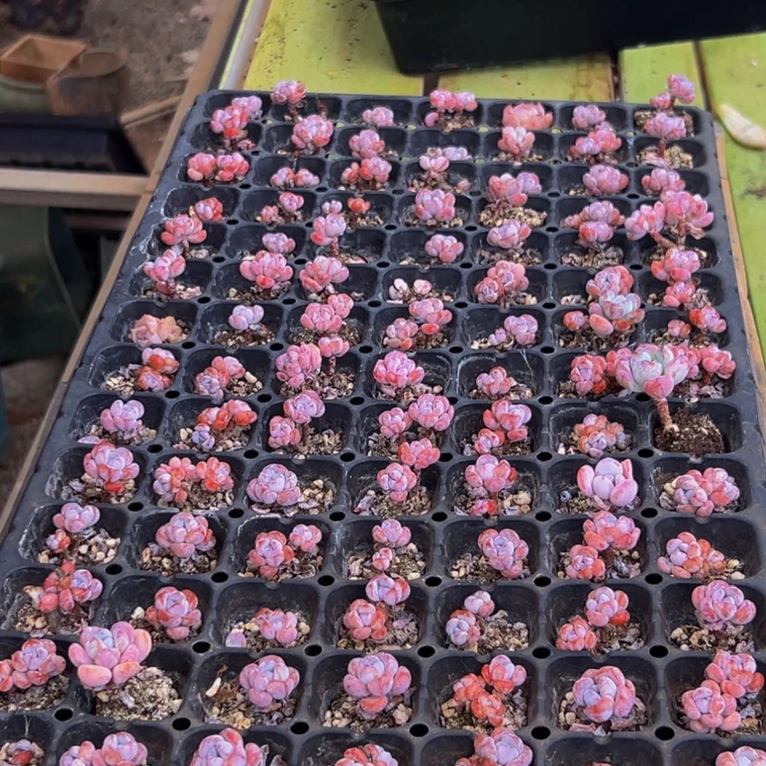 531的人了还在看电视