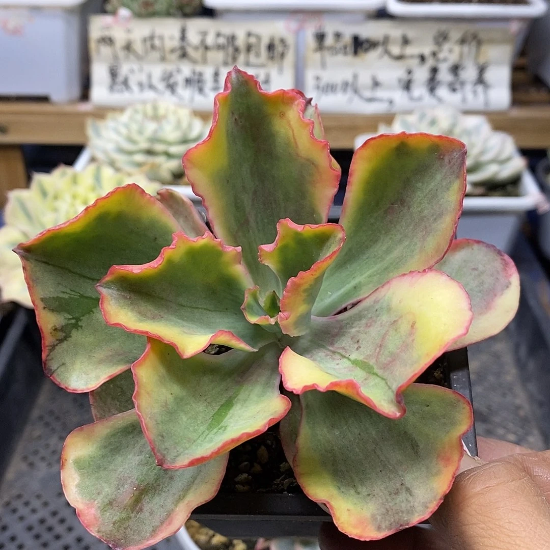 19130 龙卷风锦多肉