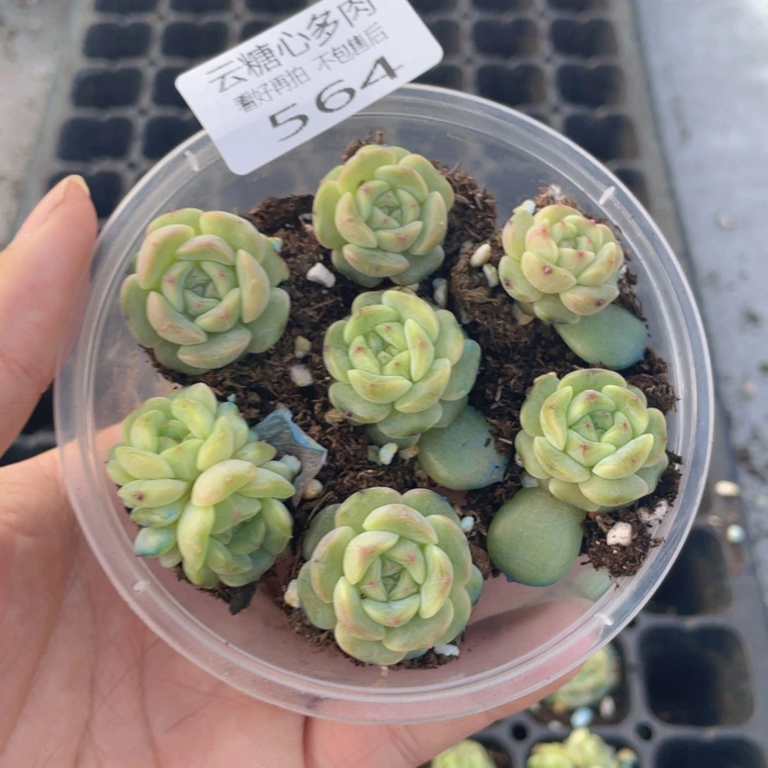 云糖心多肉植物564