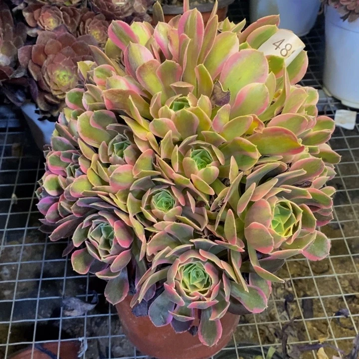 妖月多肉断头不包4886