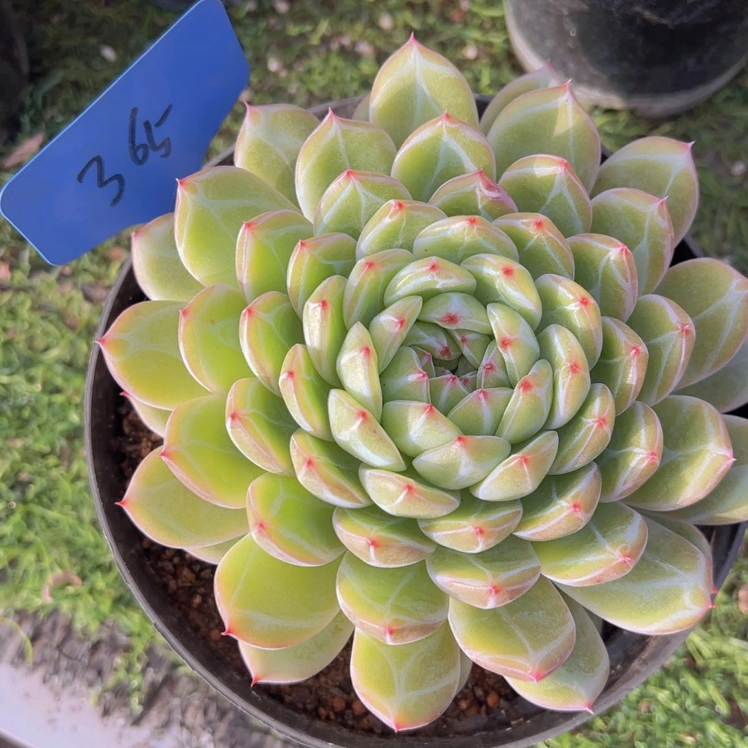 Y**r香玉的故事是一个人的故事