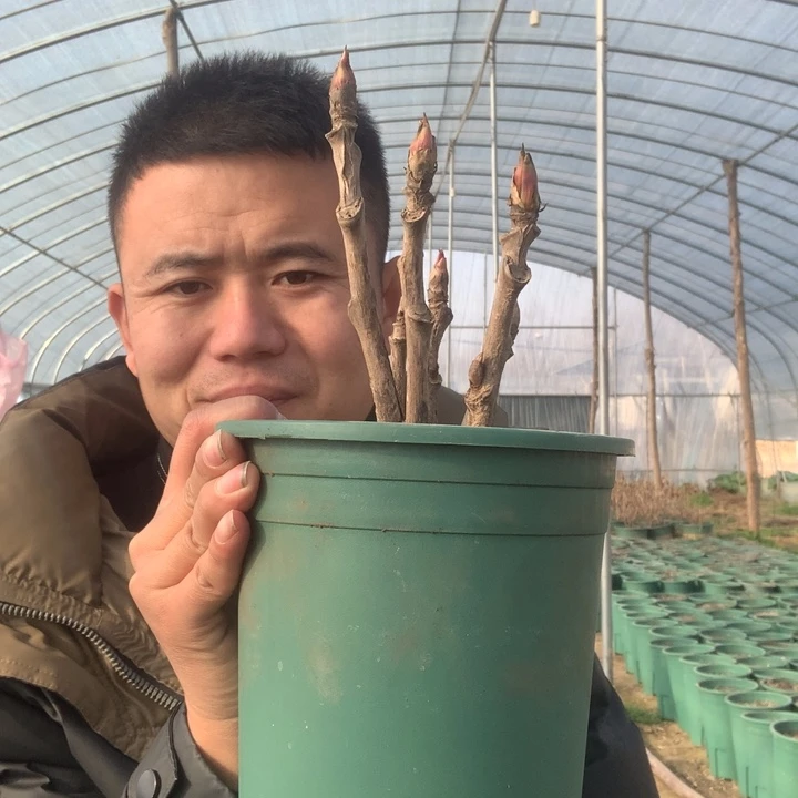 完全开放富贵牡丹