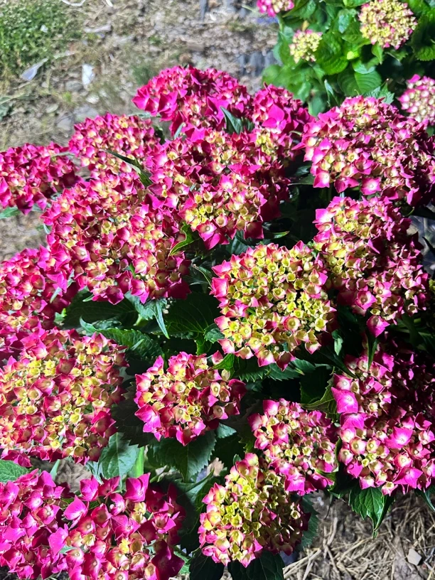 精品大绣球 红色信号灯