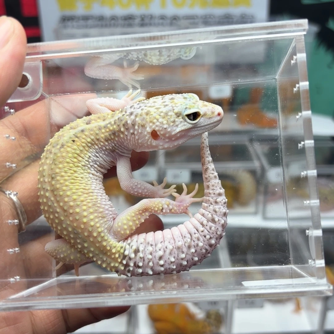 豹纹守宫雪花日蚀妹妹Y5