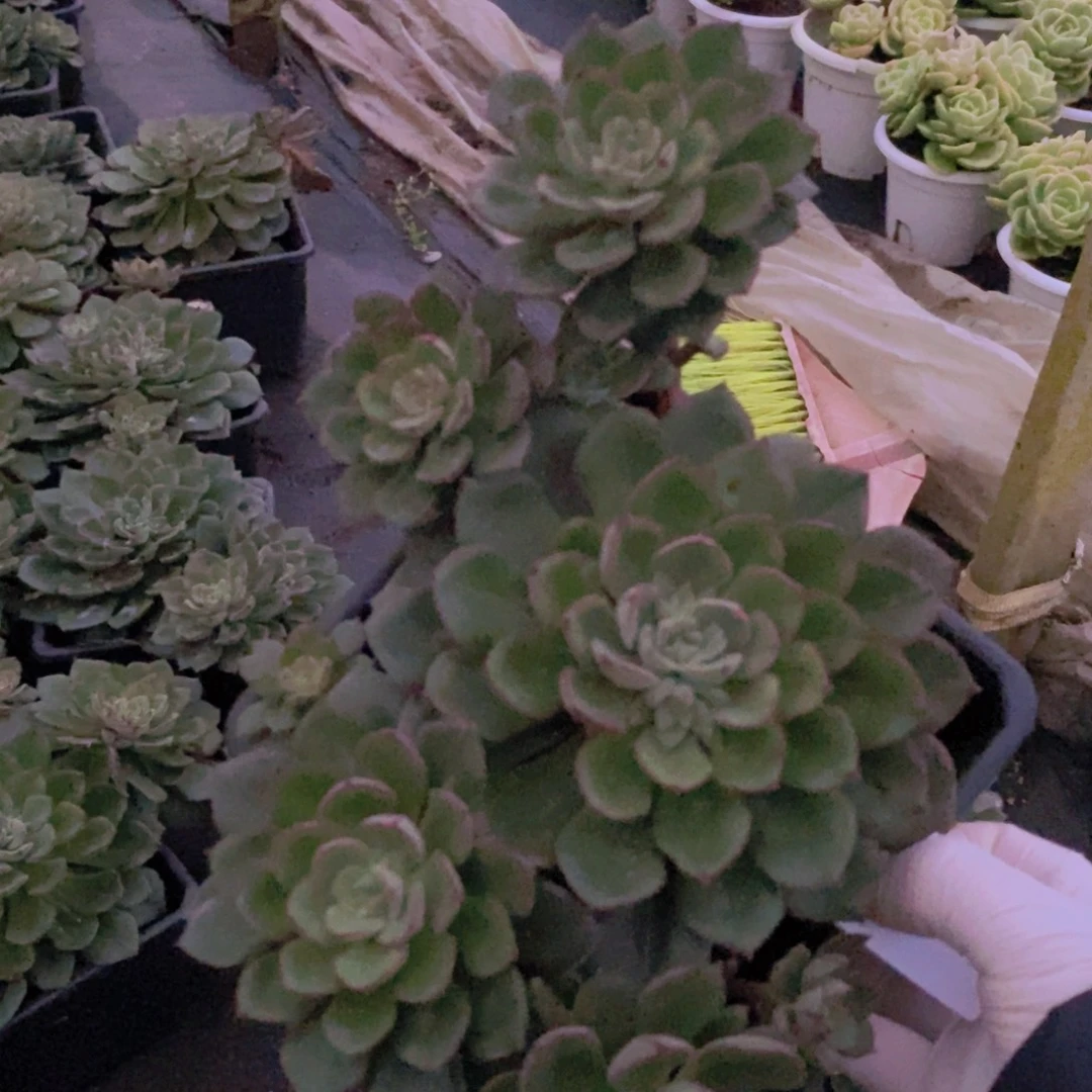 0150不知名一物一拍