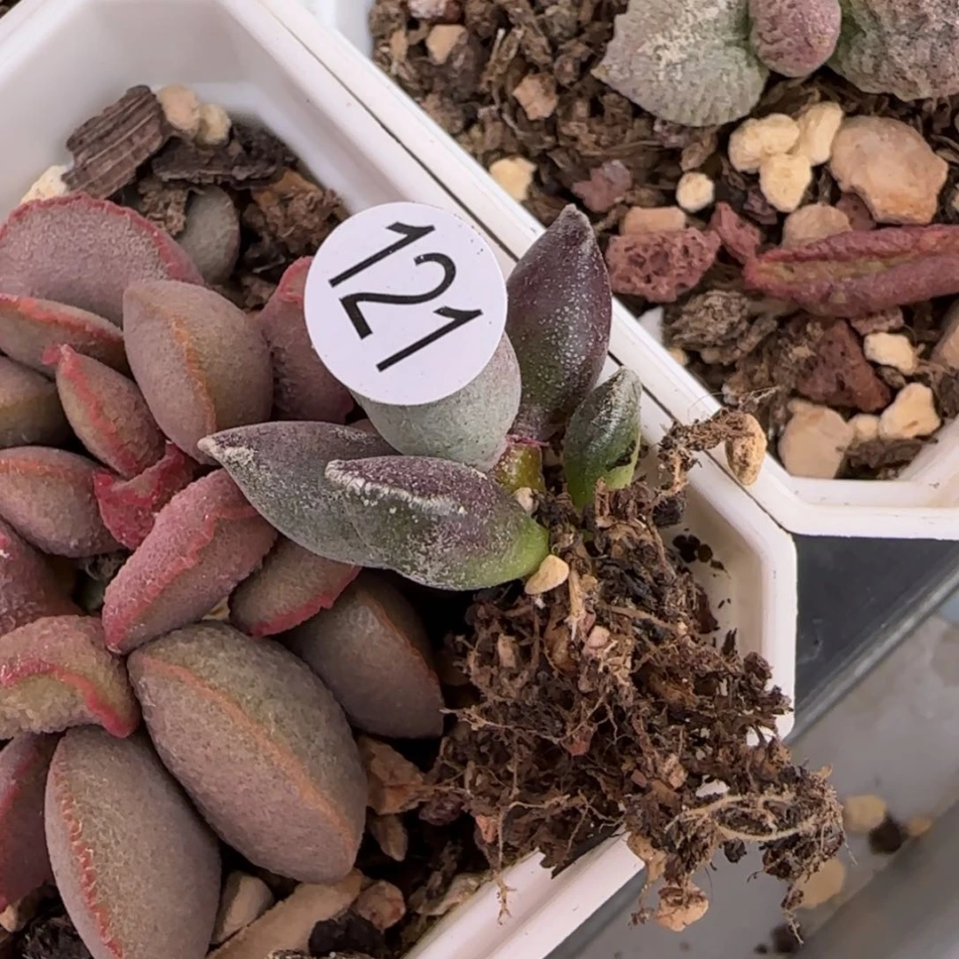 2****乐艺伎海豹水泡多肉