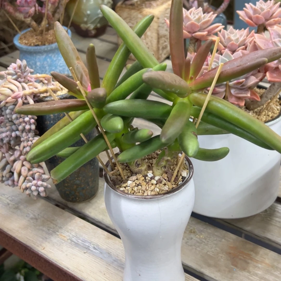 椰子树68 零零多肉植物