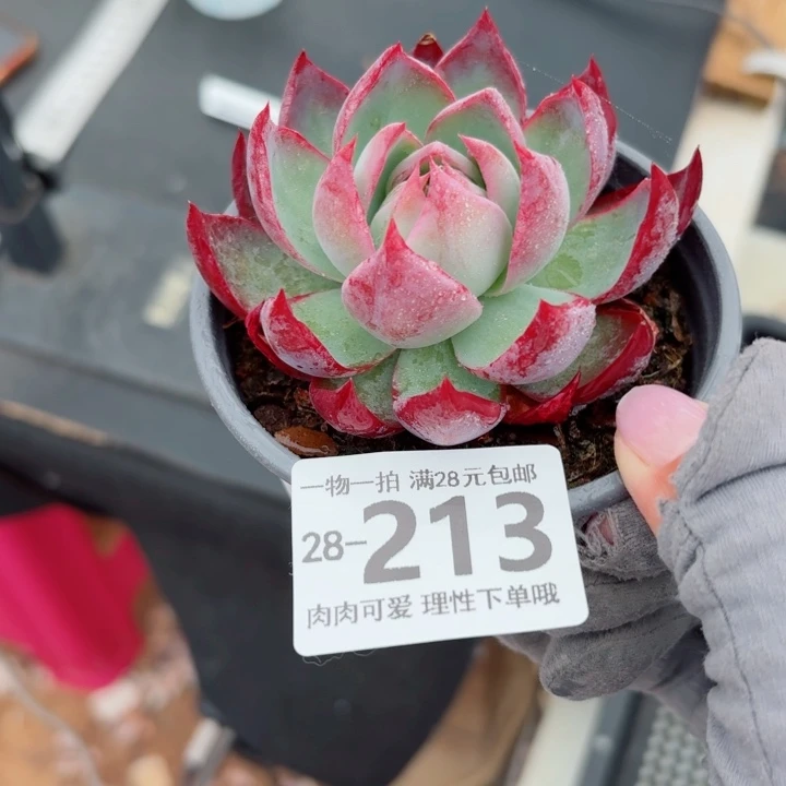 惊鸿多肉无盆土发货