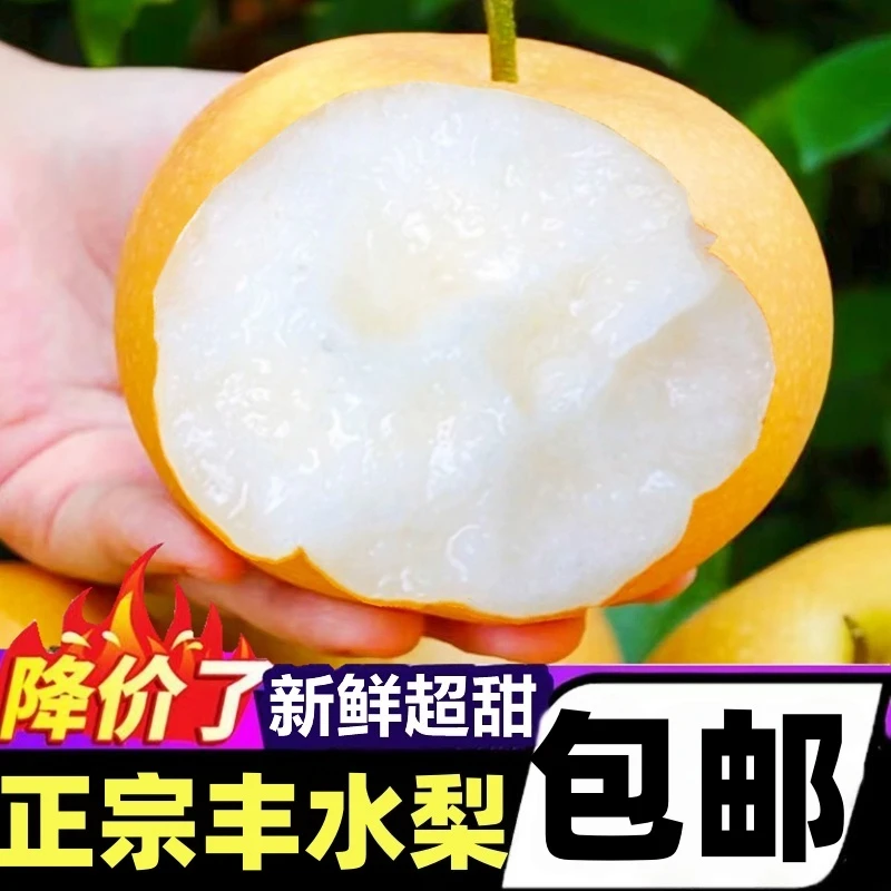 正宗山东丰水梨水果梨子新鲜整箱包邮当季脆甜梨子