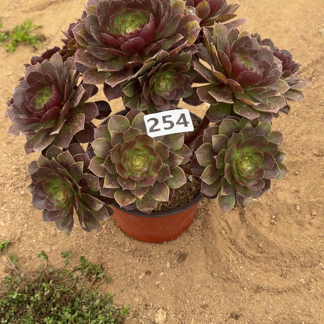 肖****^254黑魔多肉不包损