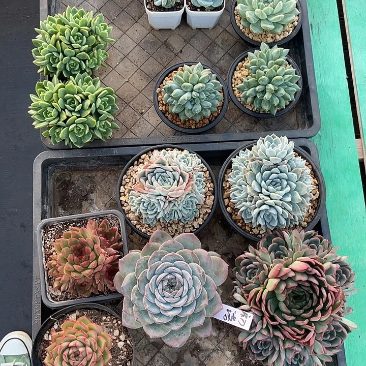 初***ぃ多肉植物一物一拍
