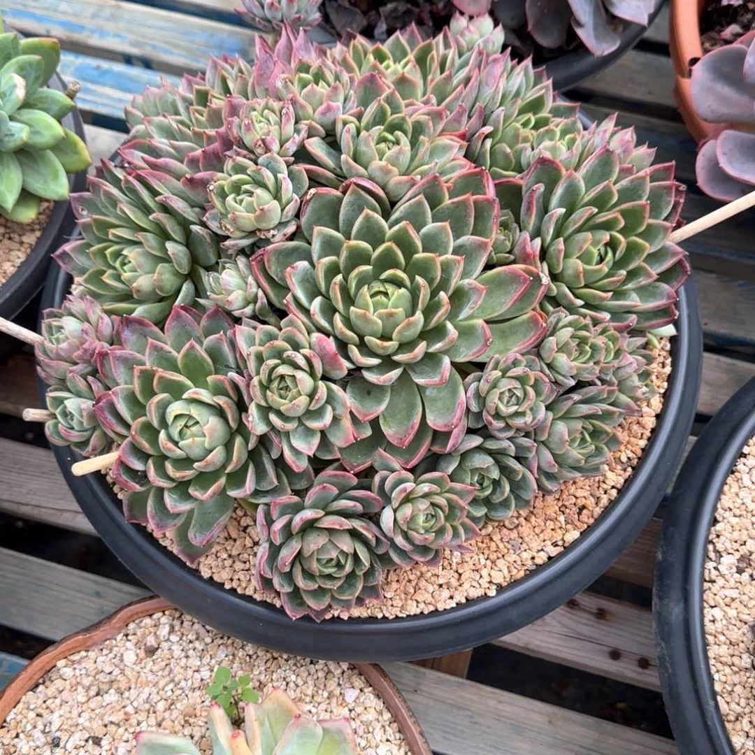 多肉植物多肉植物