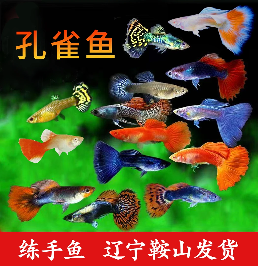 孔雀鱼观赏鱼淡水鱼耐活好养热带鱼小型宠物鱼凤尾鱼