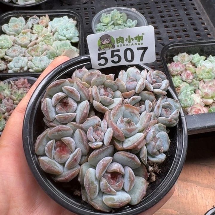多肉植物多肉植物