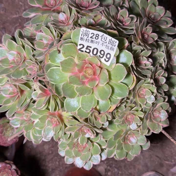 25099莲花座多肉植物
