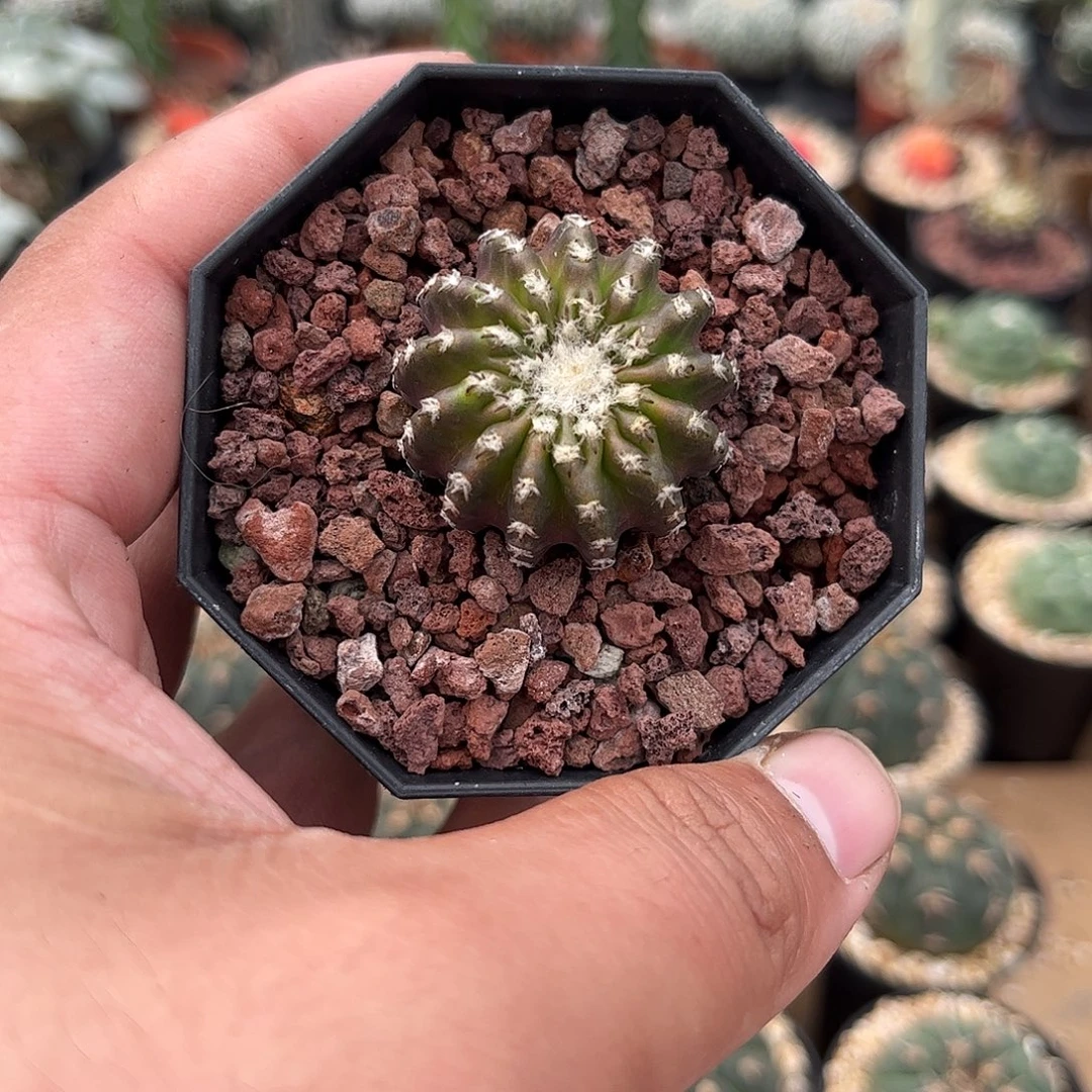 奇特球单头发货单头