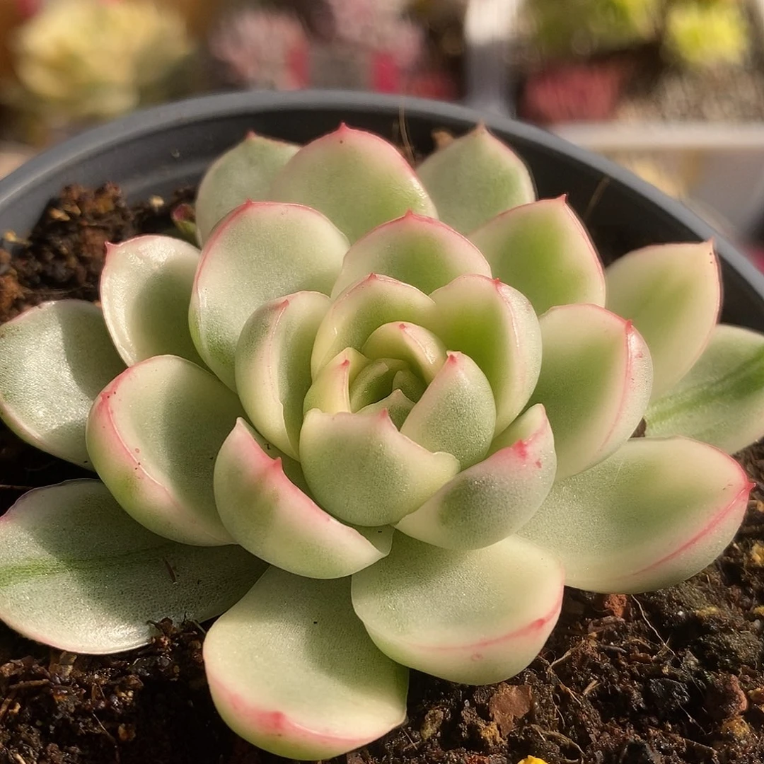 93黄玫瑰哈哈哈哈哈哈