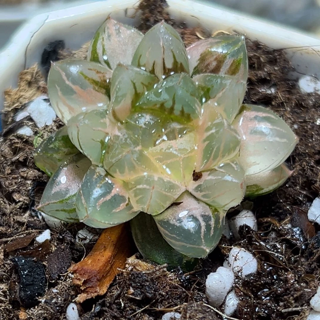 恭喜发财大吉大利0229