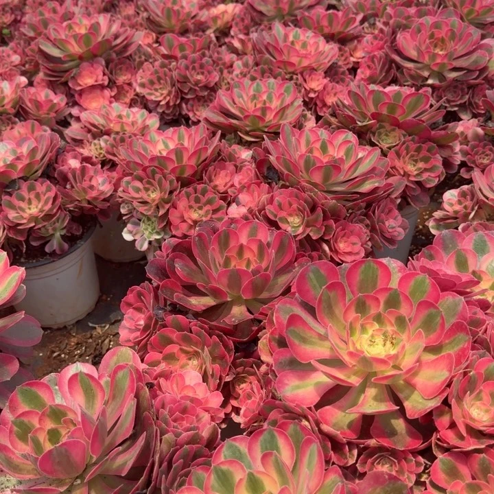 粉女巫群生啊啊啊啊