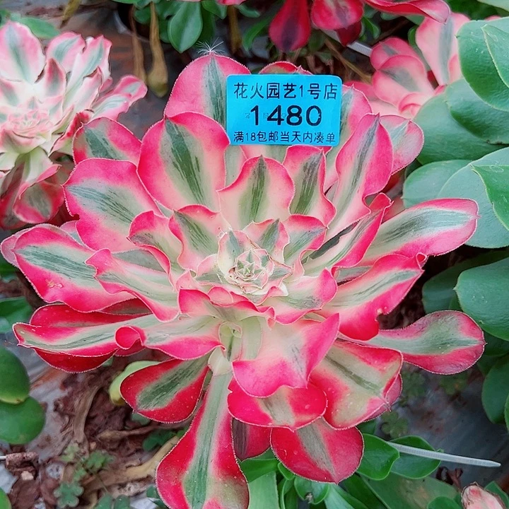 爱丽丝1480多肉植物大战