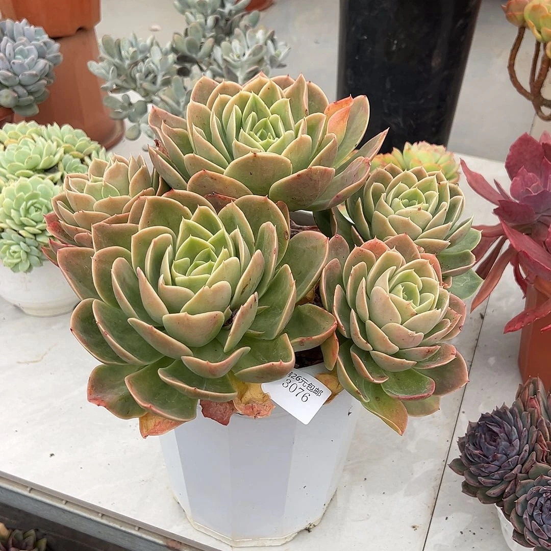 7***63076新娜塔多肉植物多肉