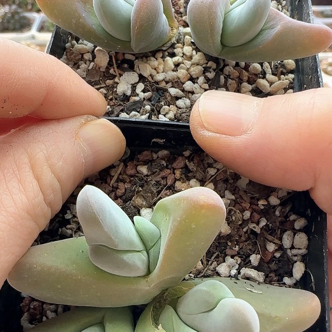 缘****）过年好，脱土发货，年后发货哦23401