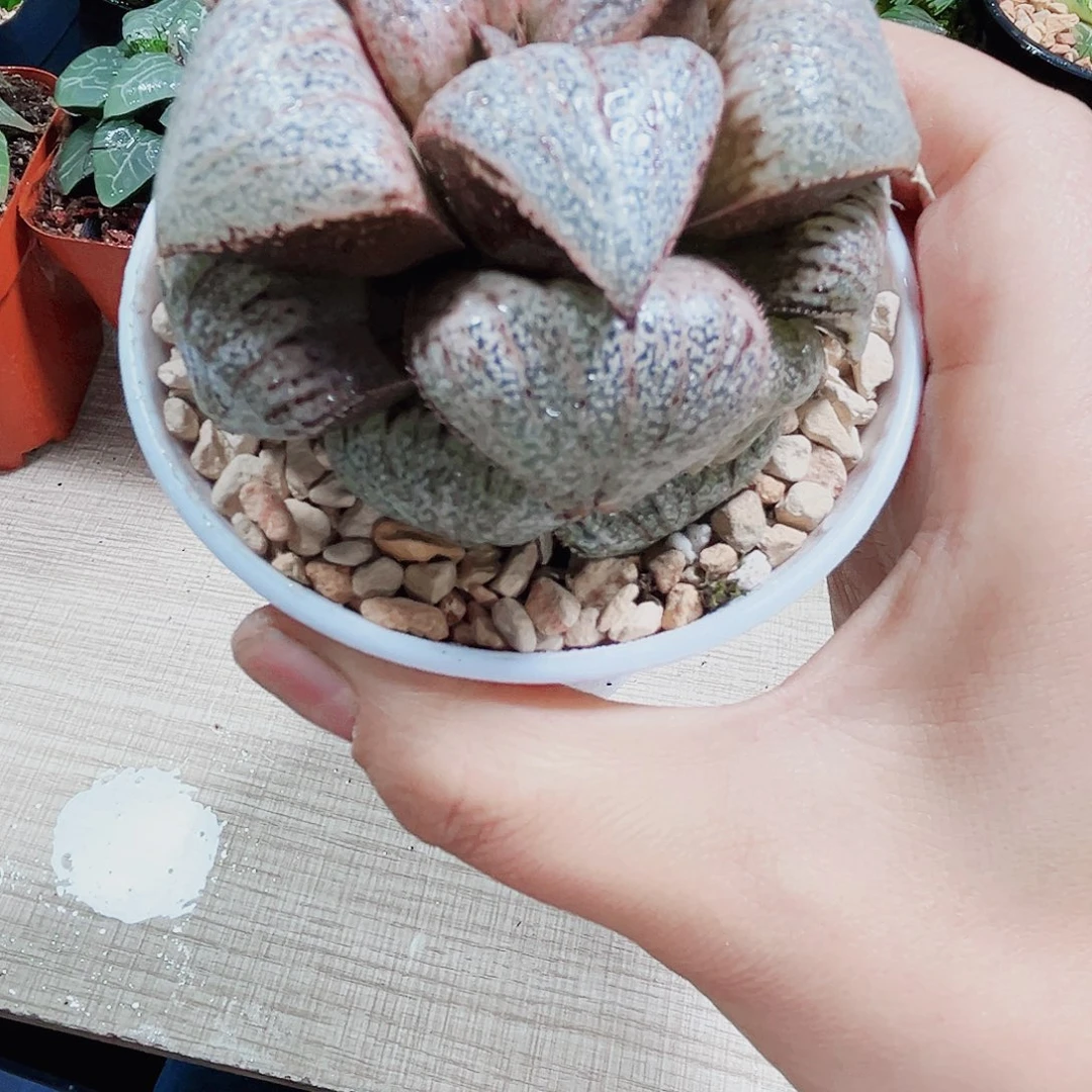 翡翠白银多肉植物