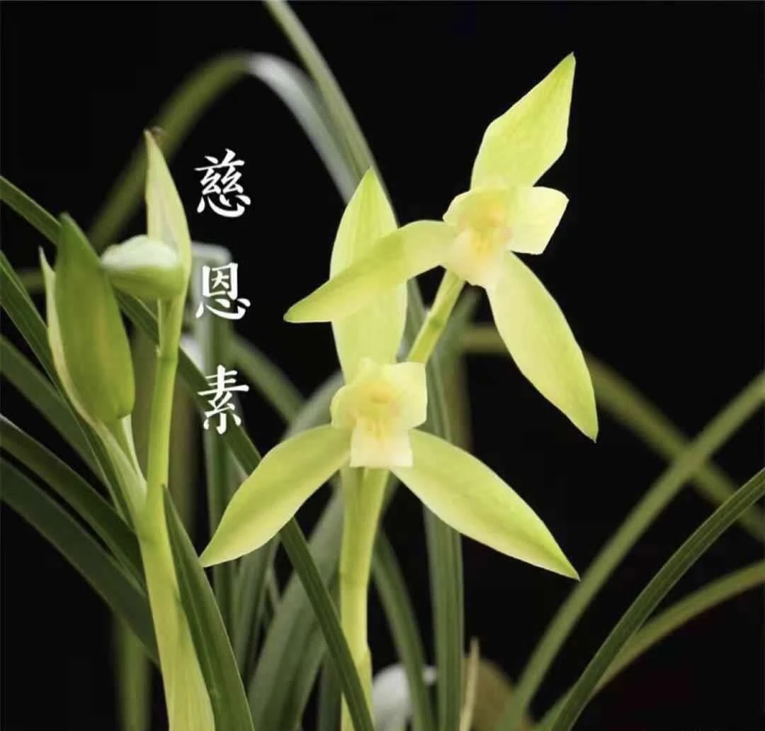 春兰老种慈恩素 两苗 （直播限量专拍）