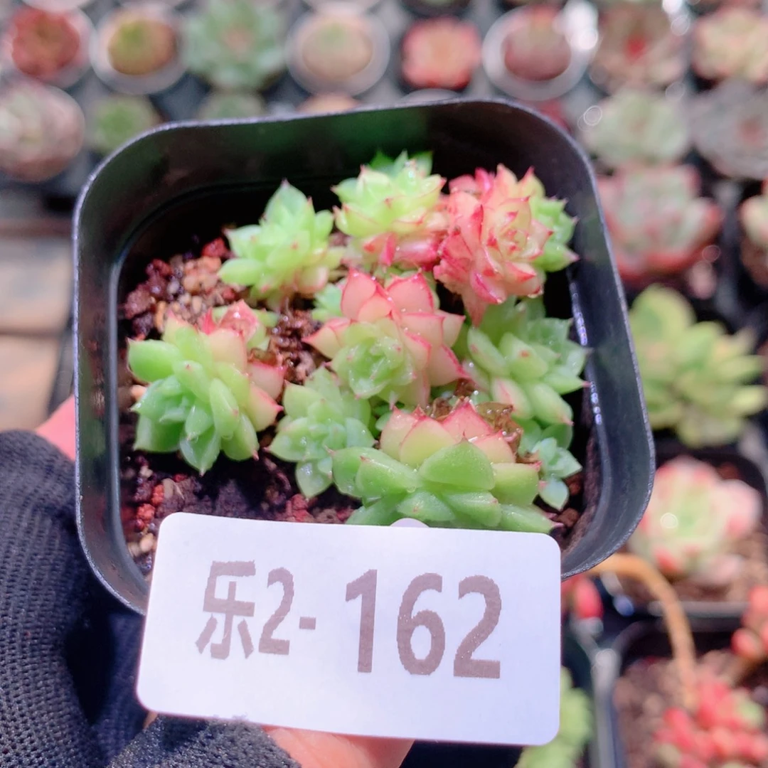 乐然2-162 麦秆群 不包整