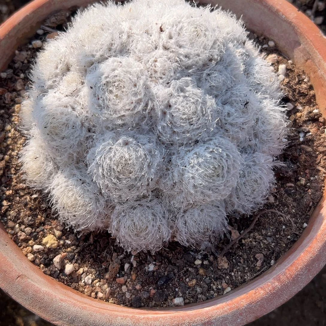 多肉植物白星群生