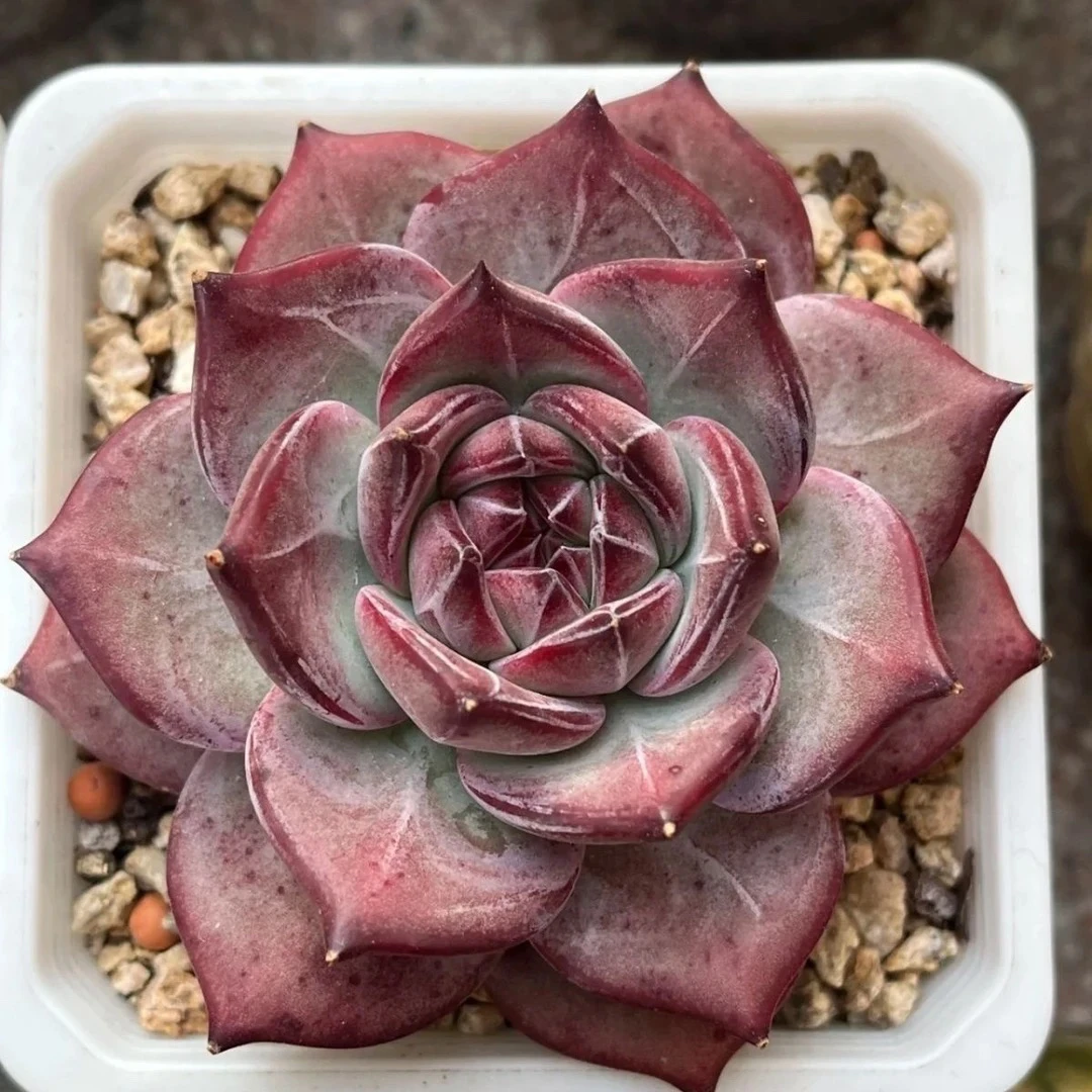 （满9.99包邮）夜魔侠 4-5cm 顾客买家秀 实物以直播间为准