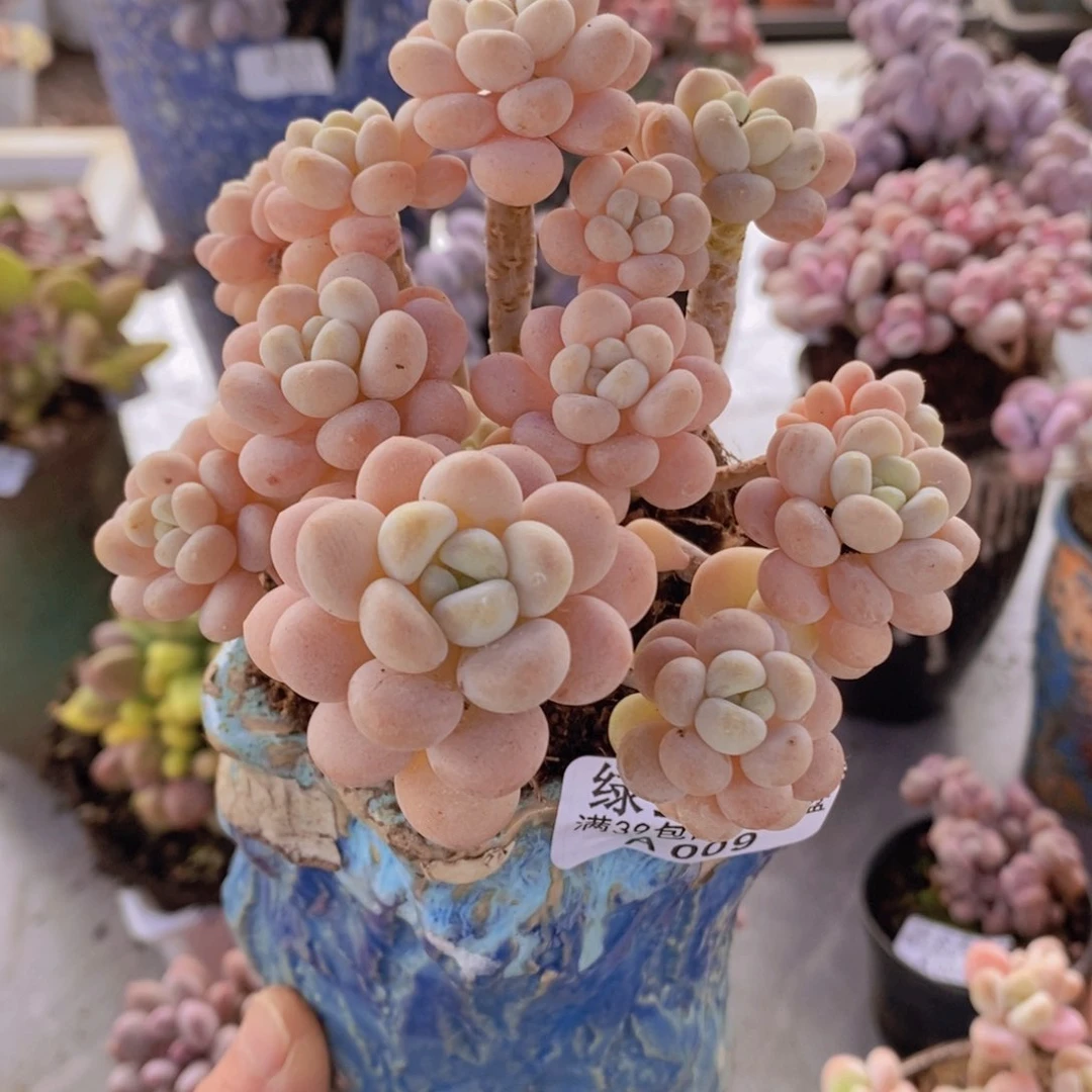 洛可可老桩10cm多肉植物