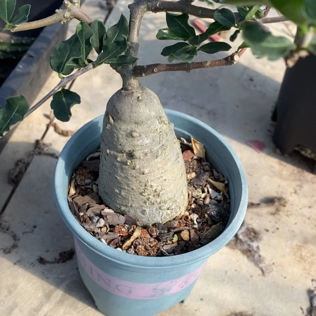 T****t火星人仙人球