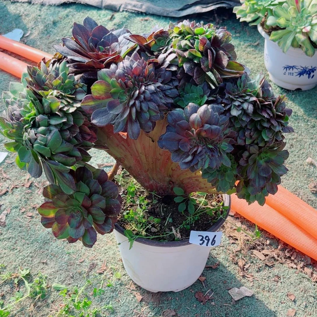 陈***飞396花月夜缀多肉植物