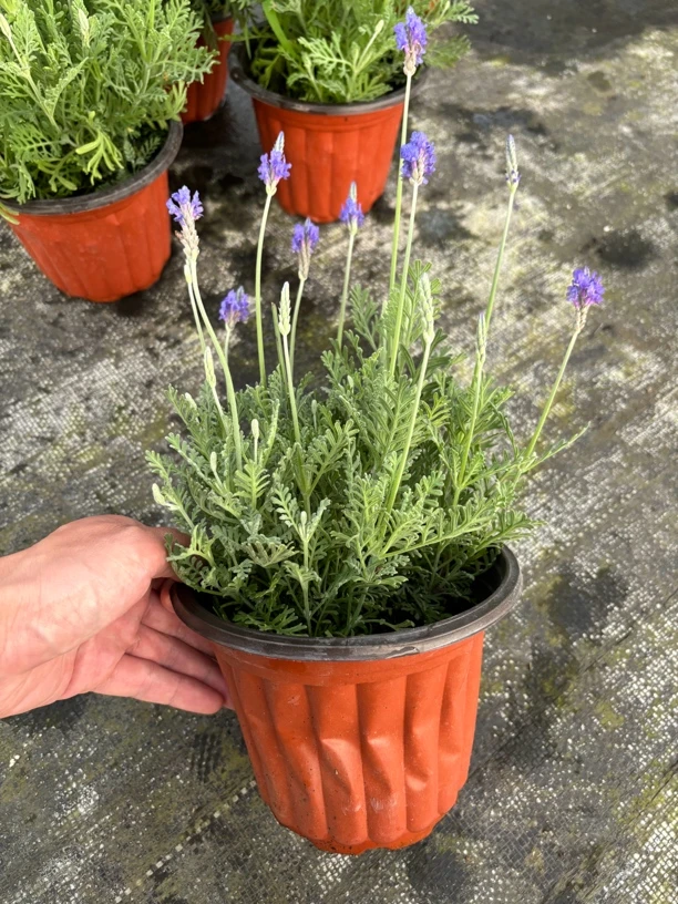 羽叶薰衣草盆栽多年生宿根植物四季开花耐寒耐晒绿植