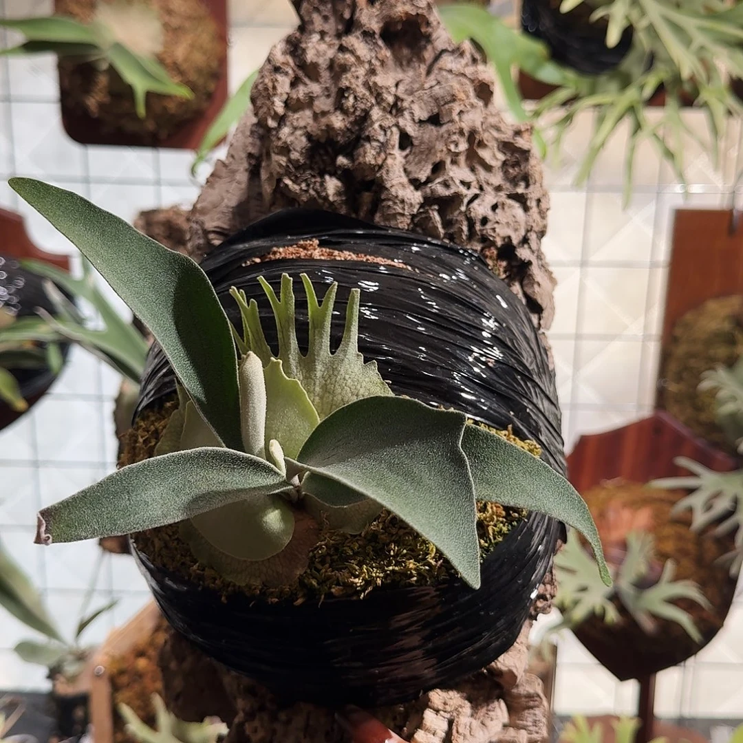 完全开放Ar鹿王鹿角鹿