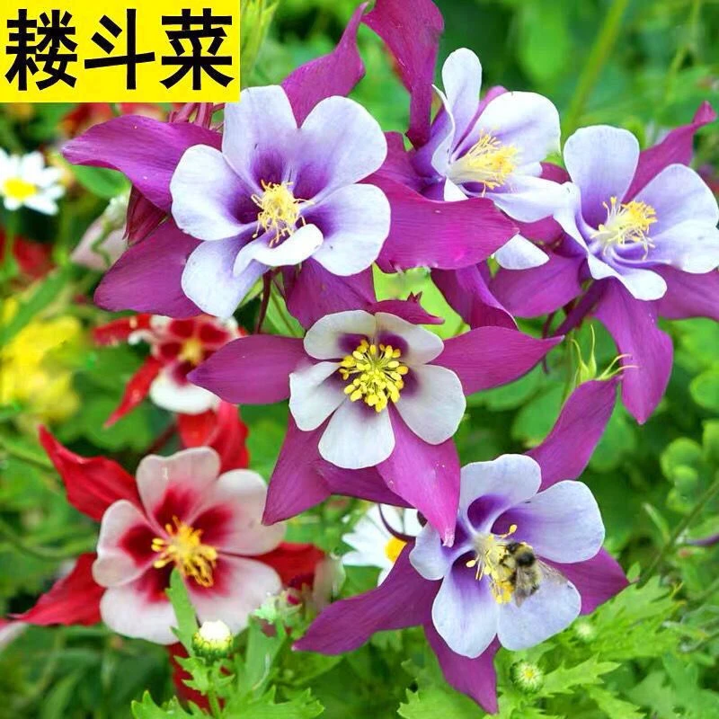 重瓣耧斗花种子猫爪花庭院易活花籽花种子四季开花阳台盆栽室外