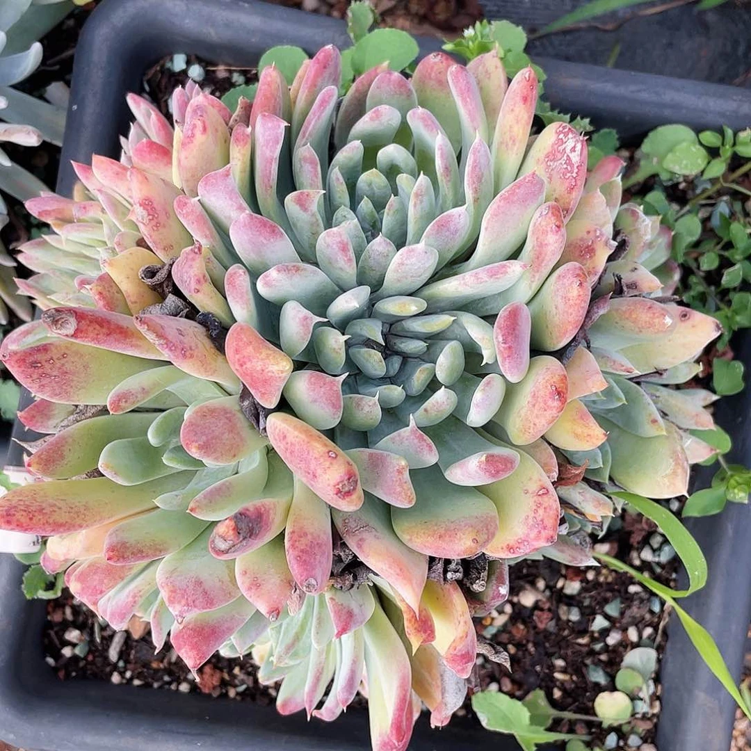 拇指杂交老桩多头群生