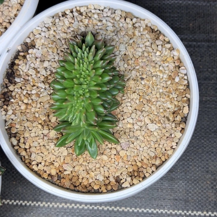天***诚柏拉图缀化十公分左右