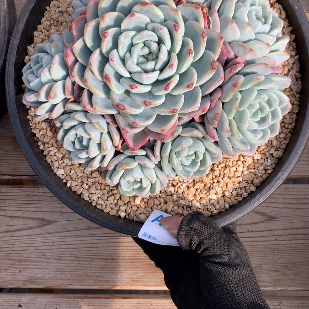 武*A695售后范围：签收起7天内，录开箱视频