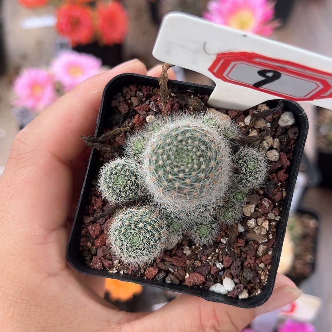 峤*皮9往事多肉园仙人球往事