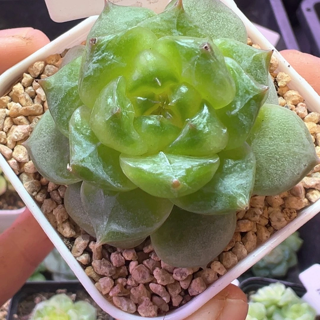 591号珍妮晗雨多肉植物