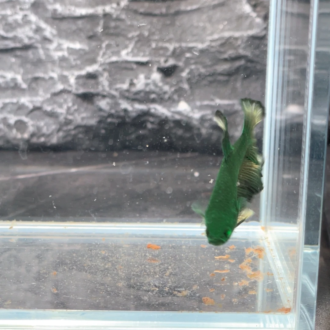 斗鱼纯绿绿魔将军公