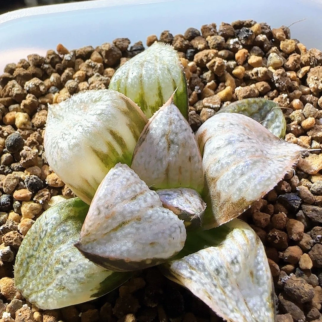204号大型丸叶青蟹锦一物一拍带盆土