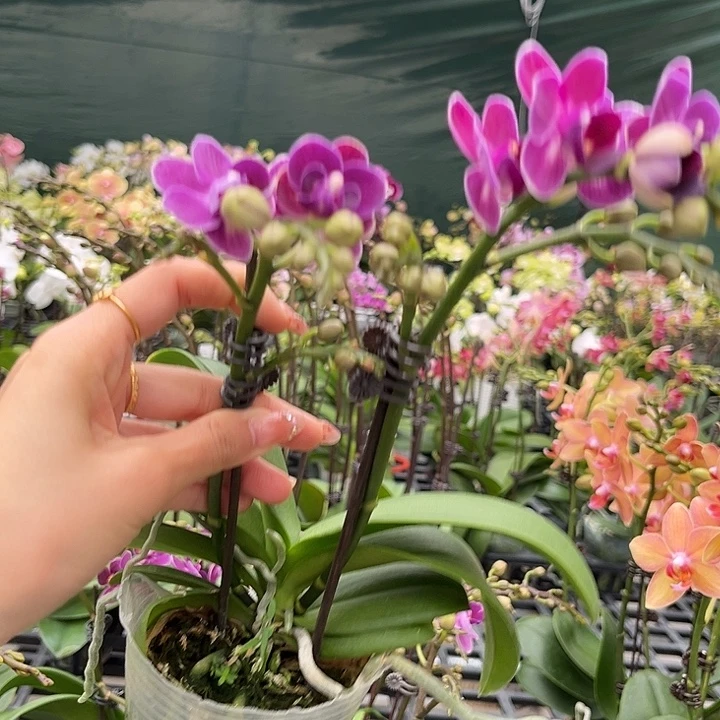 大部分花苞少量开放紫瞳