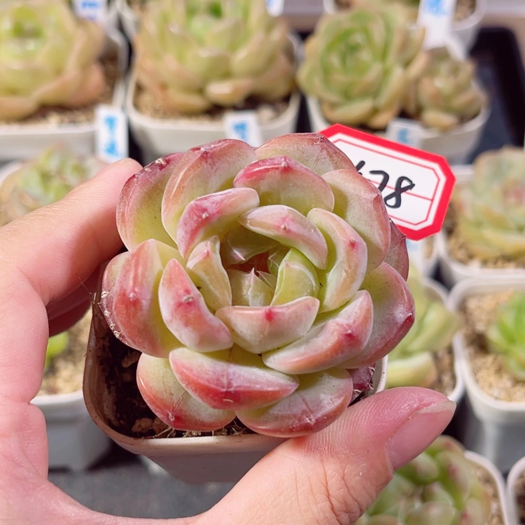 A478 一物一拍 无名氏