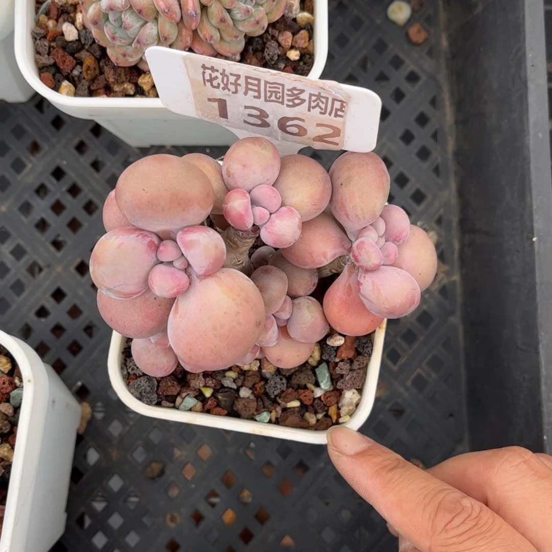 ?****多肉植物1362………！nnn