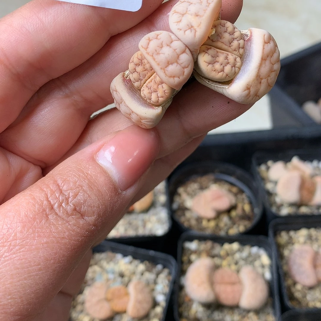 G04多肉植物保护