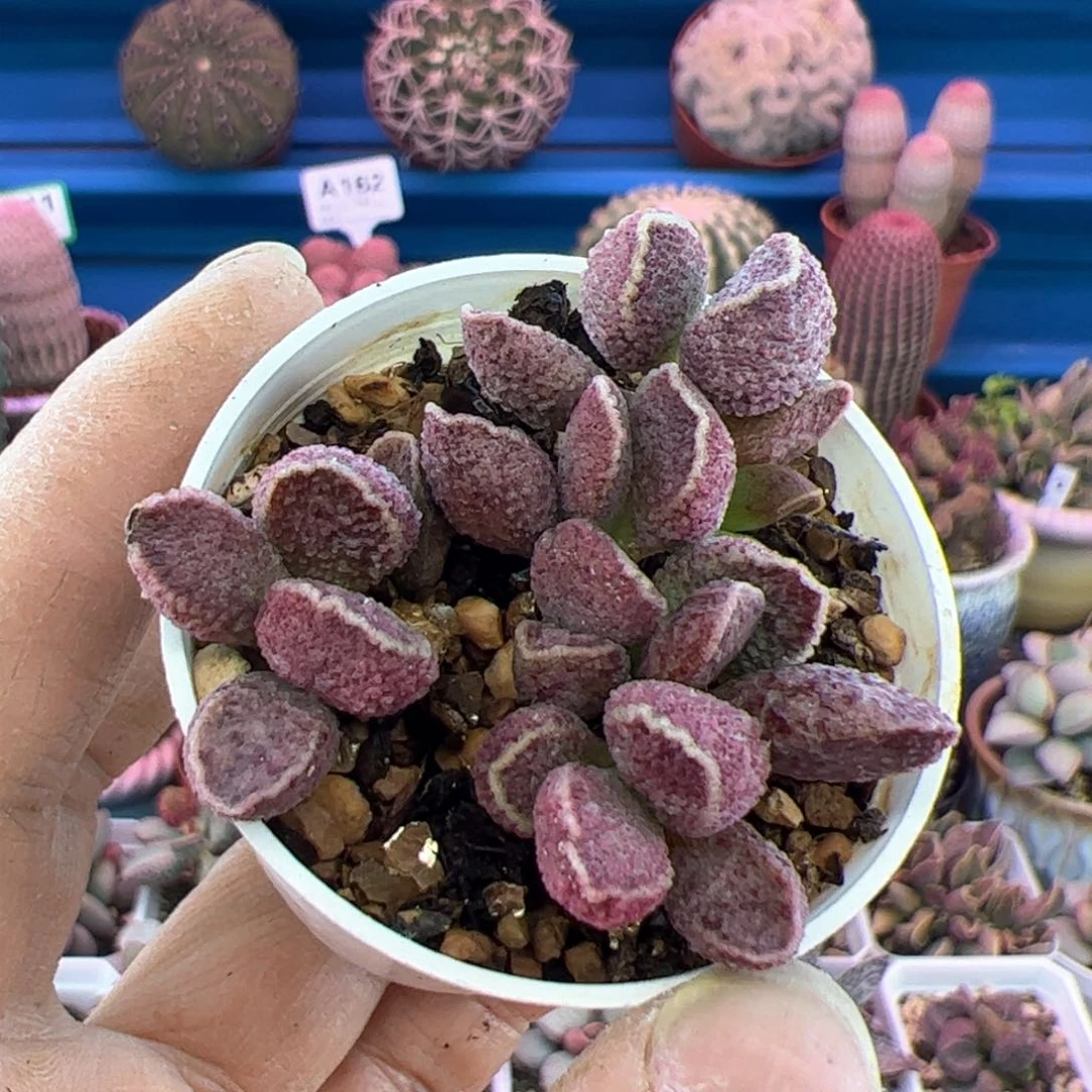 温**阳紫水晶。