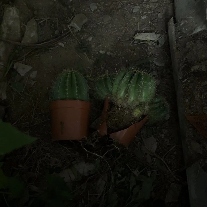 求***实大量花朵（建议范围：8朵-15朵 或40%以上）彩草